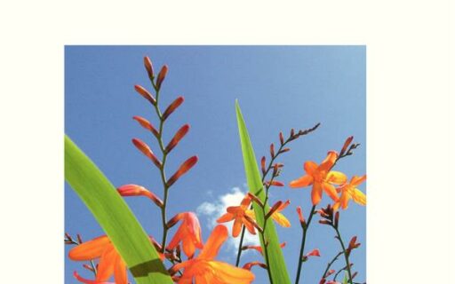 Toi qu’on dit surdoué – La précocité intellectuelle expliquée aux enfants